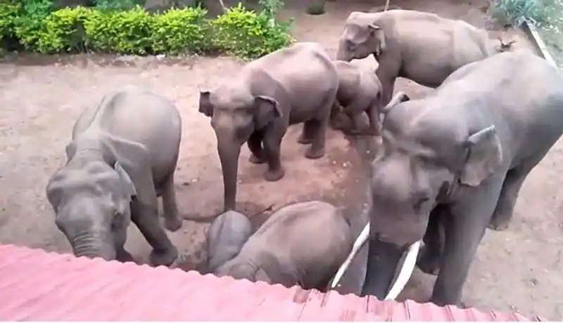 Elephant kovai comes to resident of poular actors sister video