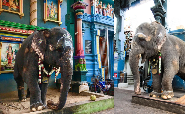 Elephant Lakshmi Blessing Yogi Babu viral THROWBACK video