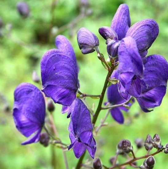 Aconitum Napellus