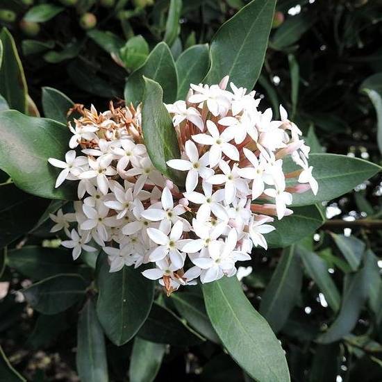 Acokanthera spectabilis