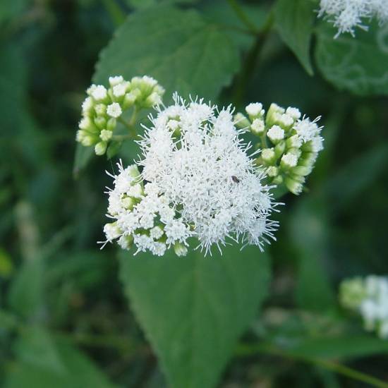 Ageratina Altissima