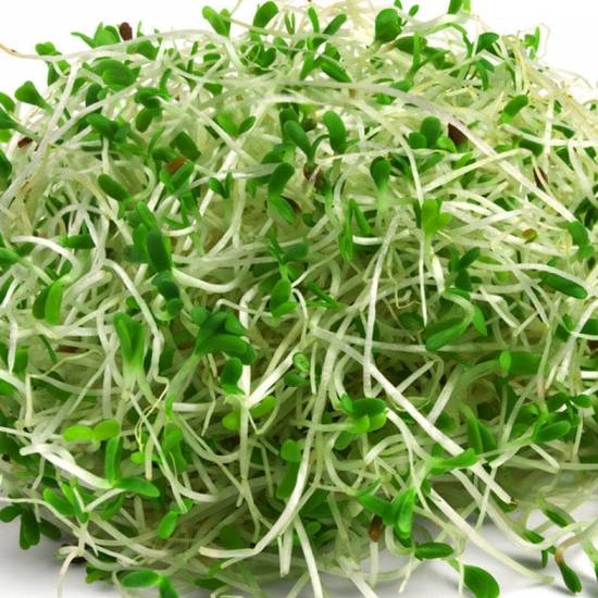 Alfalfa Sprouts