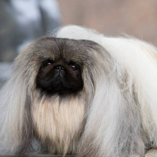 Pekingese