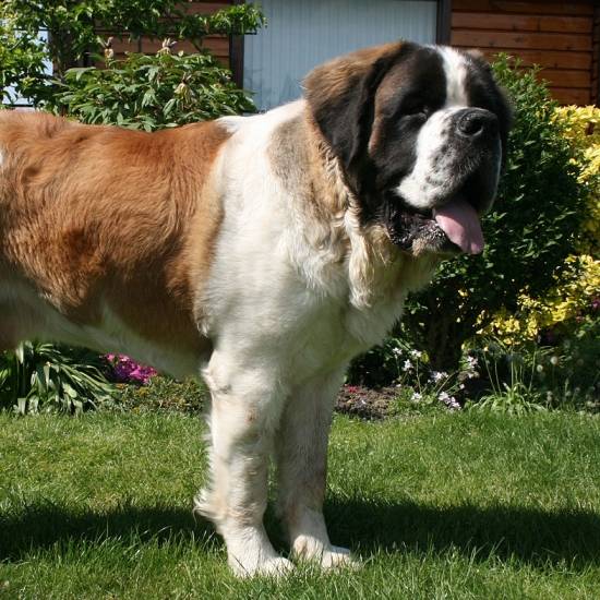 St.Bernard