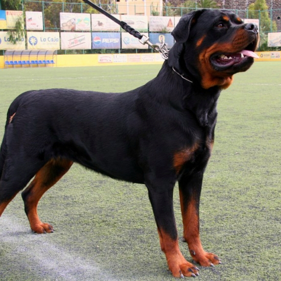 Rottweiler