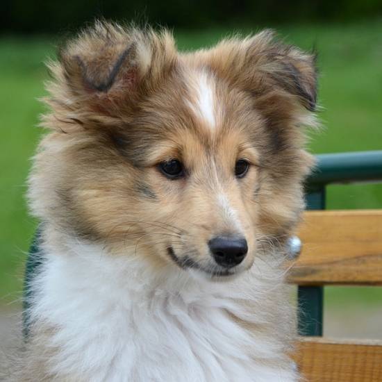 Shetland Sheepdog