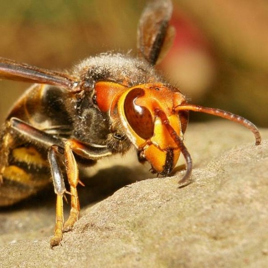 Japanese giant hornet