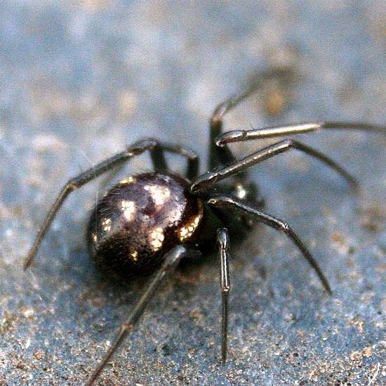 Black widow spyder