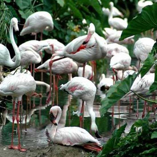 Vedanthangal Bird Sanctuary