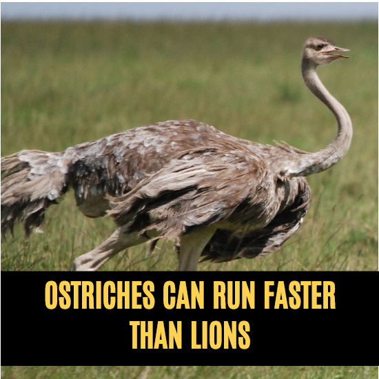 Ostriches