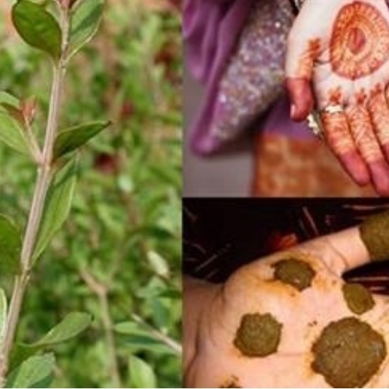 மருதாணி