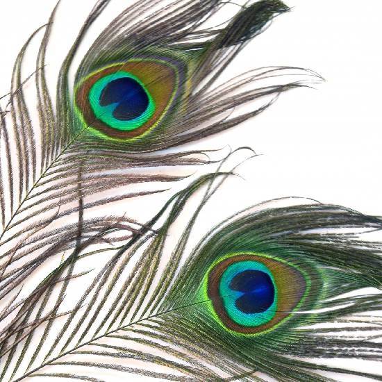 If you keep a peacock feather inside your notebook, it will give birth to many others