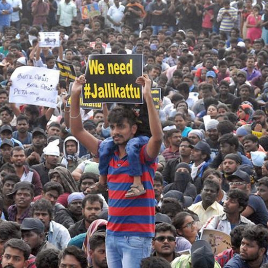 Jallikattu