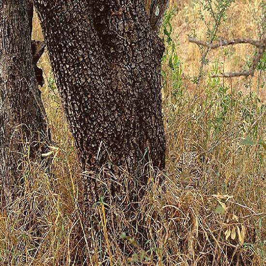 9 out of 10 people can't see the hidden animals in the pictures, can you?