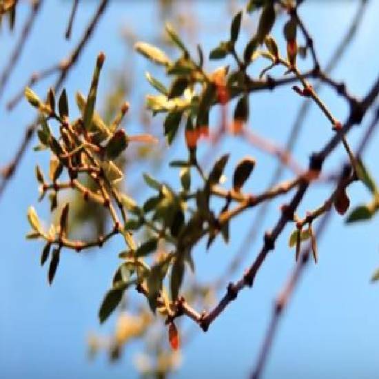 Can you see the hidden animal?