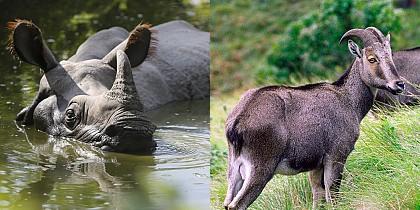 Seven rare wildlife species found in India