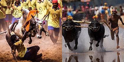 The most disputed animal sports in India