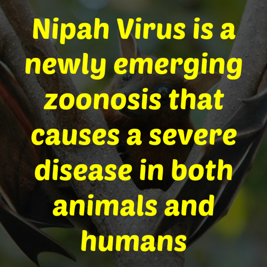 What is Nipah viryu?