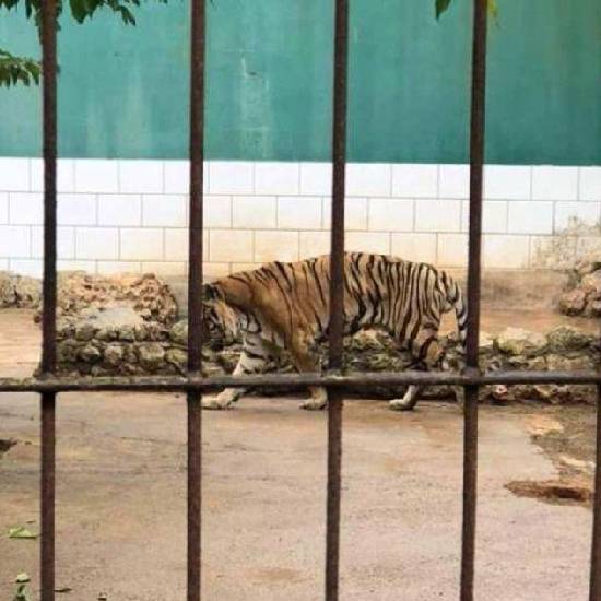 Starving bengal tiger in zoo