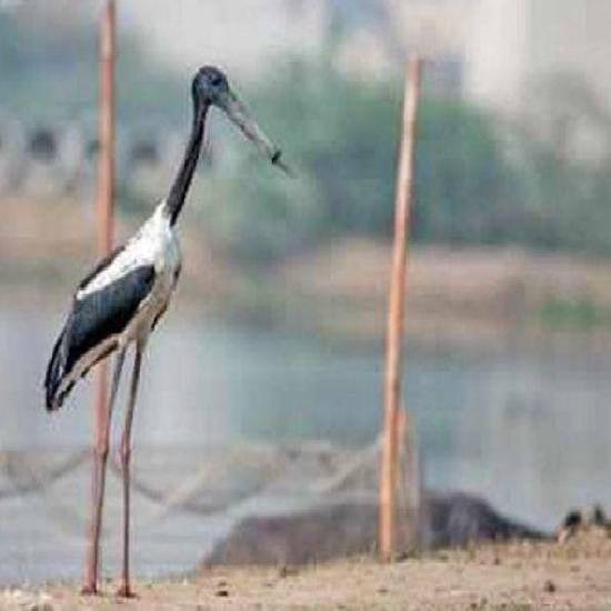 Bird with rubber band stuck on beak doomed to starve