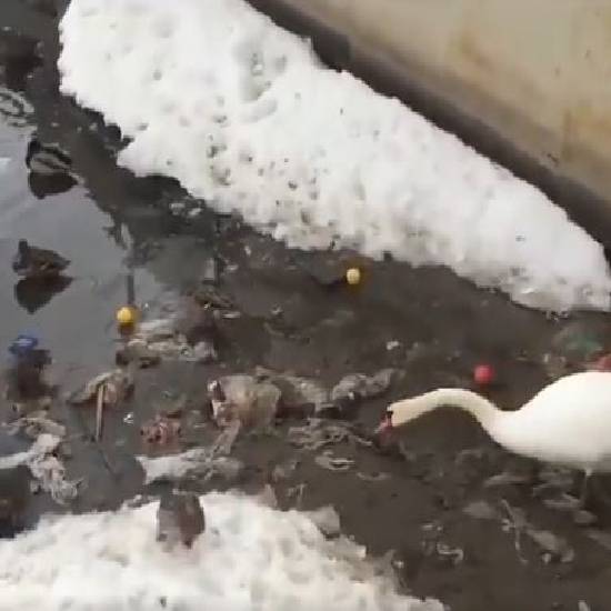 Duck removing plastic from lake for chicks to swim