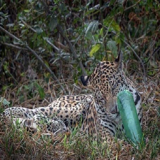 Jaguar trying to eat plastic bottle