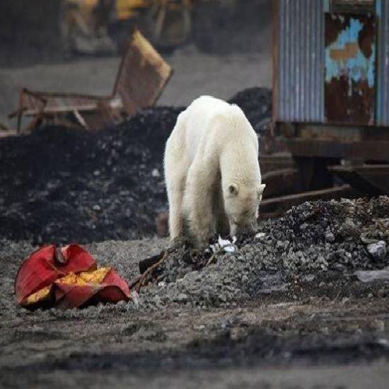 Polar bear looking for food in Russia