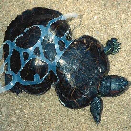 Turtle stuck in plastic 