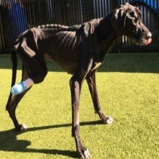 Starved dog eats own leg