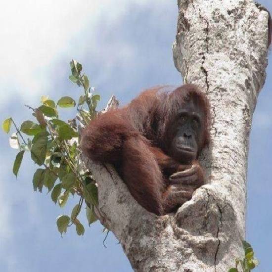 Starved pregnant orangutan clinging to last tree