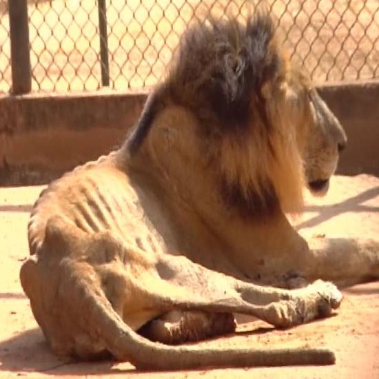 Starved lion at zoo