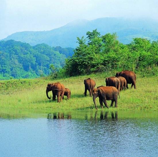 Thekkady, Kerala