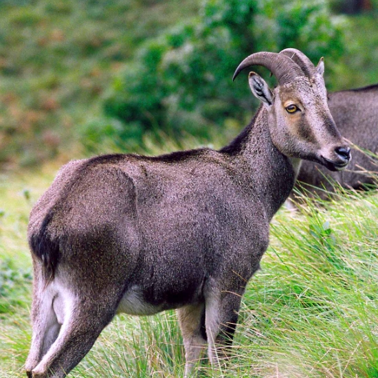 Nilgiri Tahr