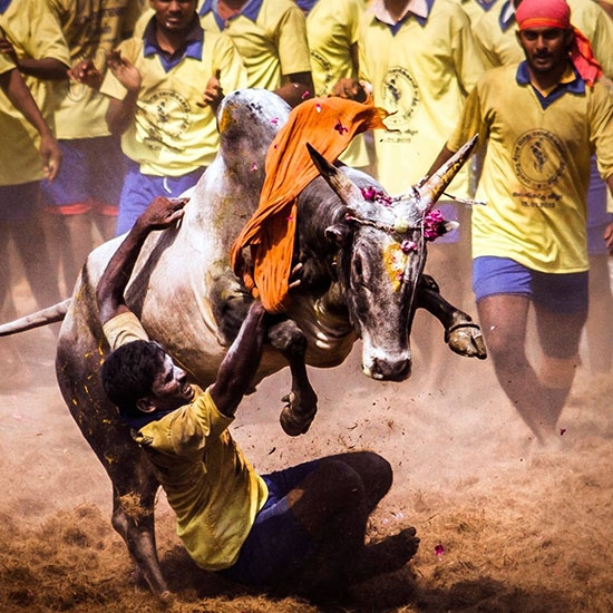 Jallikattu