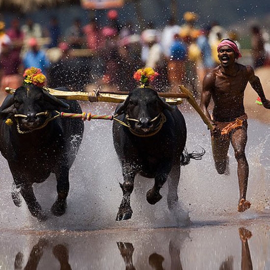 Kambala