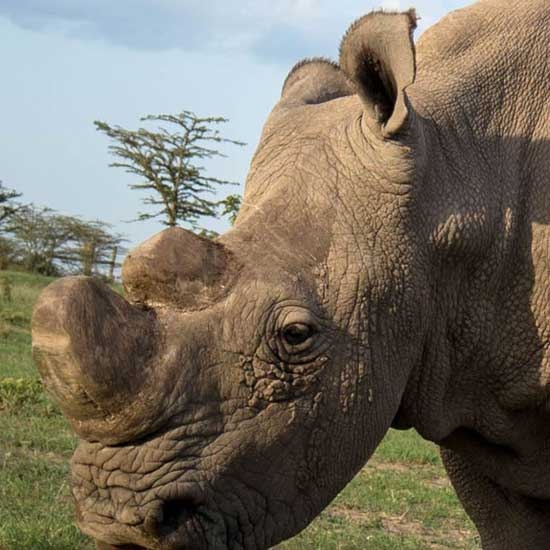 Sudan's was euthanized
