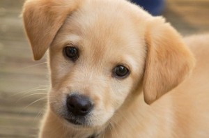 70,000 dogs killed in Bali, fed to unaware tourists: Report