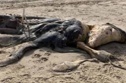 15 foot creature found washed up on beach leaves people shocked 