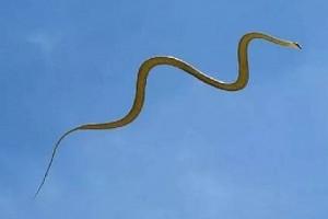 Amid COVID-19 and Locusts Attack, Flying Snakes Are Now Ruling Social Media: Read Why? 