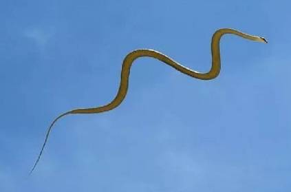 amid covid19 flying snakes on social media in 2020 more details
