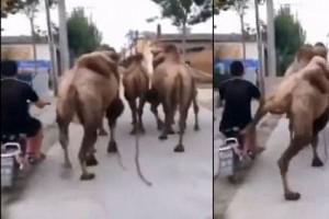 Angry Camel Kicks Biker Who tries Overtake on Road! Video viral