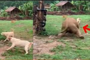 Adorable Video: Baby elephant slips while chasing bestie dogs