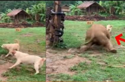 Baby elephant slips while chasing bestie dogs in thailand
