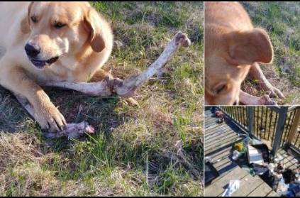 bear bribes gaurd dog with bones; checks trash for food