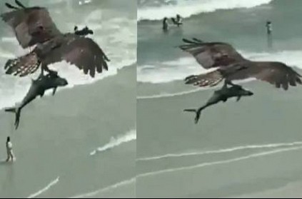 bird holding shark fish flies over beach video goes viral watch 