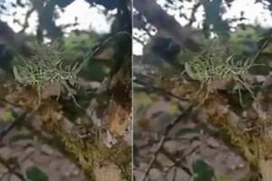 VIDEO: "Believe me you have never seen such a creature before," Tells Forest Officer; Twitter Amused! 