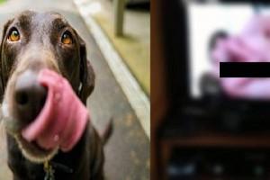 Dog 'Orders' Pay And View Porn, Outraged Owner Pays Hefty Amount!