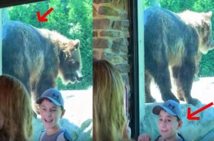 Grizzly bear seen dancing an itch away - video viral
