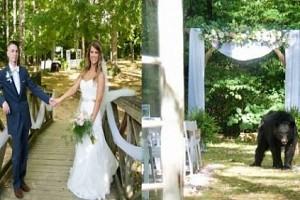 Picture Viral! Grizzly bear walks down the aisle during wedding photo shoot, photo bombs them!