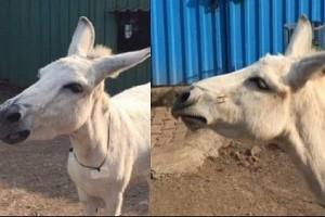Indian singing donkey's video is ruling the Internet! Have you heard it yet?